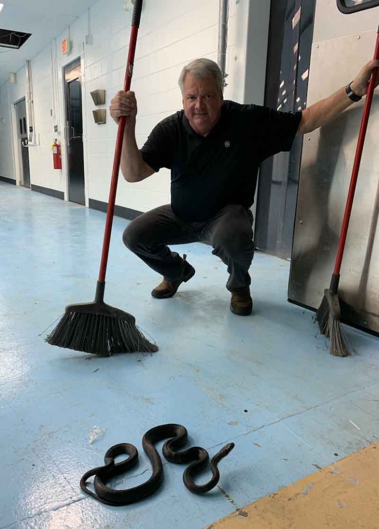 Jim Andrews tries to wrangle a snake that sound its way into Pneu-Mech offices in North Carolina.