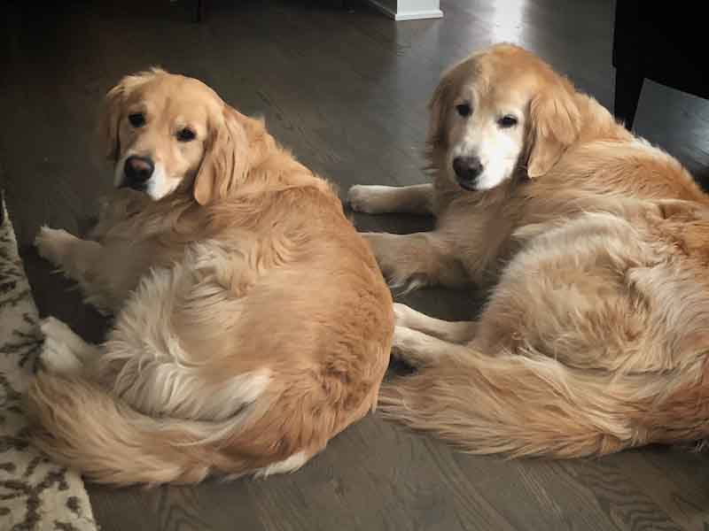 Pets Lila (5) and Walker (13).