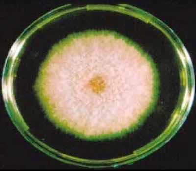 Fusarium fungus culture.