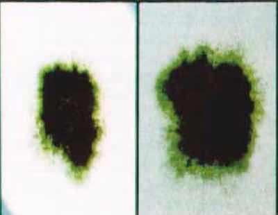 Alternararia fungus culture.