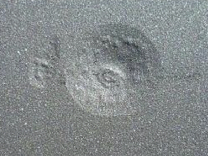 Proper Smut Identification and Removal on 4130, 9300