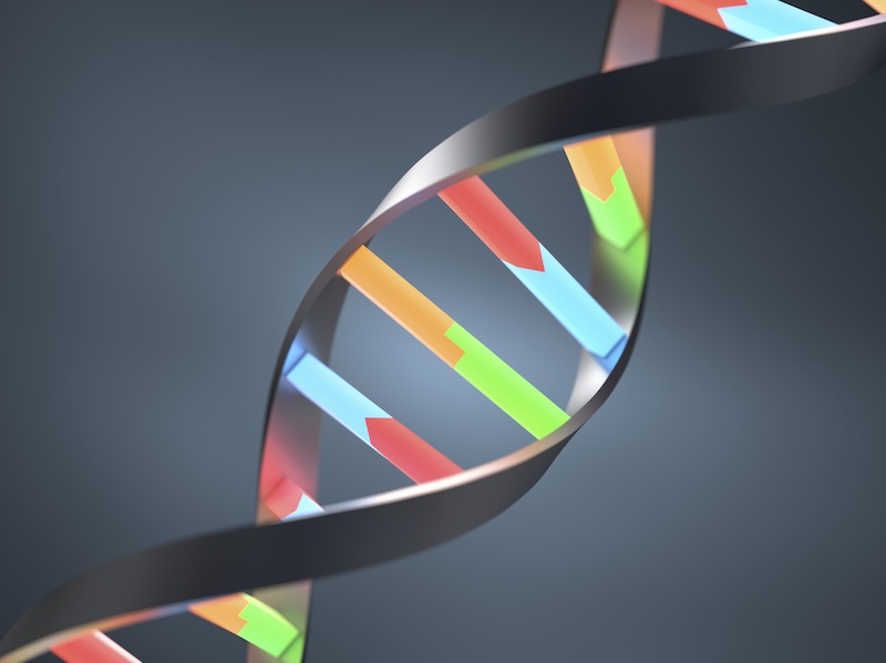 strand of DNA
