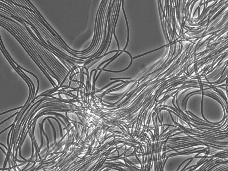 The presence of some filamentous bacteria is beneficial in floc formation to a biomass.