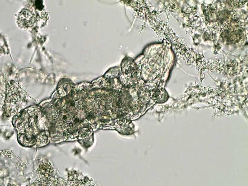 tardigrades