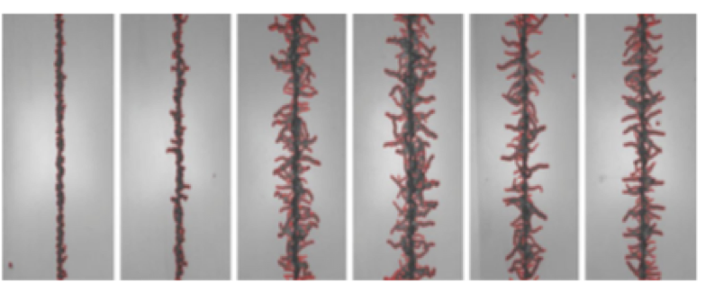 1 filiform corrosion