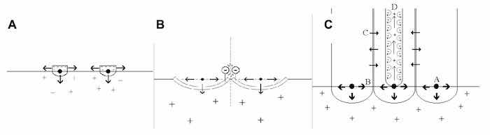 Figure 2: âConstraintâ concept of porous oxide finish formation [3]. A: Preferential nuclei form base of pore. B: Repulsive forces between similarly charged oxide âflakesâ foster outward growth and initiate pore formation. C: Mass transport and diffusion across column walls form knitlines. D: Repulsive forces within pore maintain the erect nature of the column and dynamic flow of the electrolyte.
