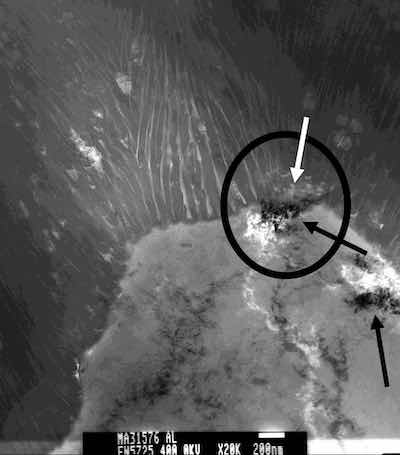 Figure 9: TEM photomicrograph of a âpuddleâ of dislocations at a triple point between two grains and the free surface from which the AAO structure is grown. Note a discontinuity (hole) at the interface is the result (white arrow); there is no contact between the AAO and the substrate at this point. The black arrows indicate each puddle captured in this section.