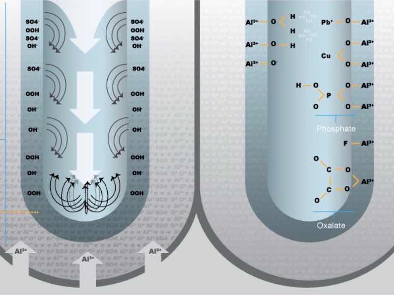 the anion can be adsorbed on the surfaces exposed to the electrolyte
