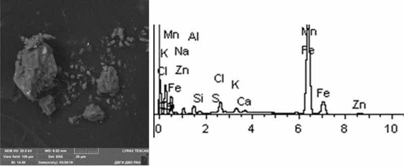 Fig. 11: Cold rinse. Particles morphology. Scanning electronic microscopy. Measuring interval 20 Âµm.