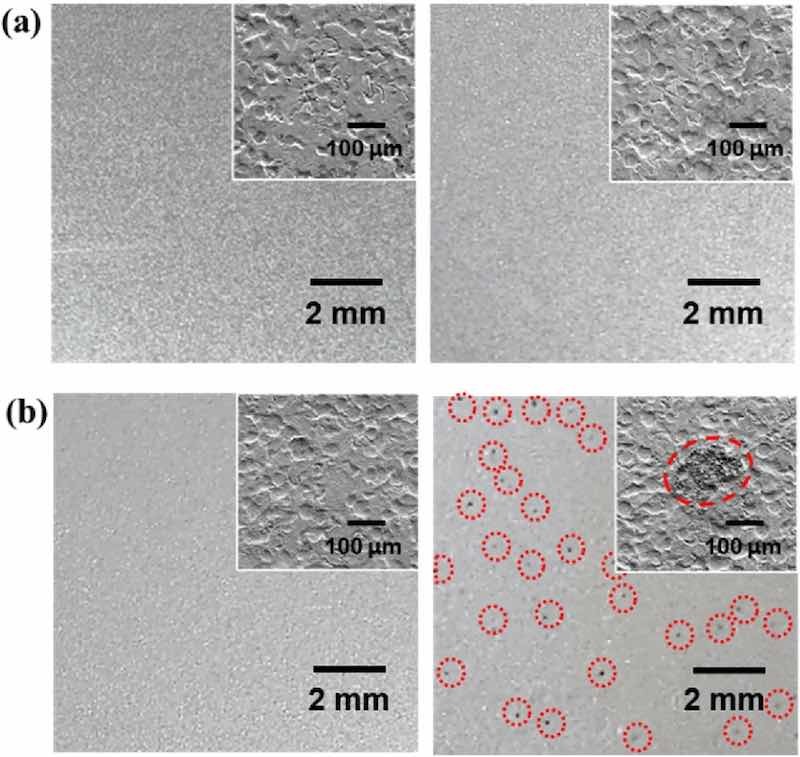 Figure 1: OM images of (a) ZS and (b) C-ZS before (left panel) and after (right panel) humidity treatment (95% RH at 40â for 72 h). The red dotted circles in (b, right panel) highlight the position of black spots. Insets show the SEM image of each surface.