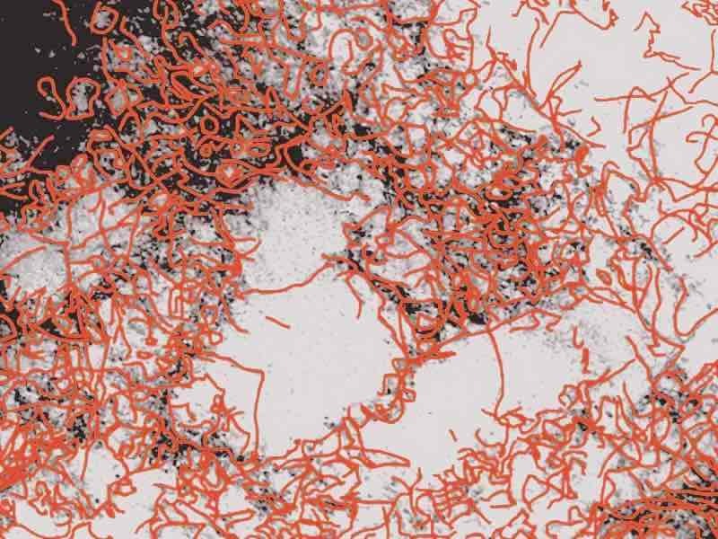 Electroplated Cu Layer