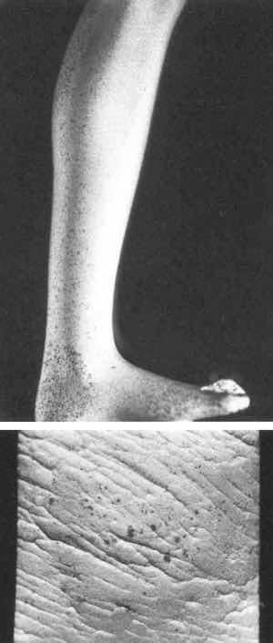 Fig. 1âGilded silver with corrosion spots.