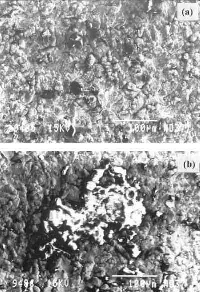 Fig. 3âSEM results for a corroded specimen.