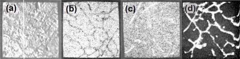 Figure 11(a) shows the general electron image found by backscatter of electrons from the region chosen. Figure 11(b) shows the surface scanned with respect to zinc x-ray emission. Little variation in thickness of film is apparent over the matrix, i.e., interior of dendrites, but dark patches at the boundaries show that little or no zinc is present in these regions. Figures 11(c) and (d) show the field of 11(b) scanned to detect iron and silicon emissions, respectively, and indicate that thinning of the modified zincate film correlates with the disposition of both silicon and Î±-(Fe, Mn, Si, Al) particles.